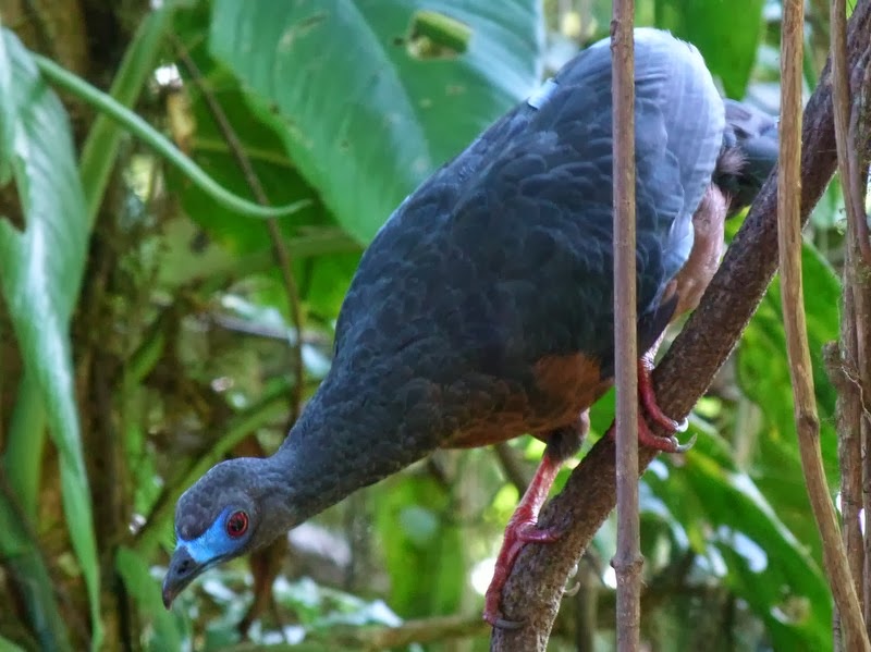Ian Fraser, talking naturally Refugio Paz de las Aves; a good news