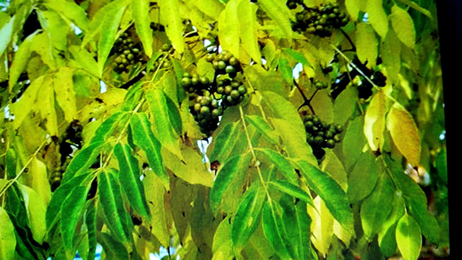 Renaissance Men The Best Ornamental Trees For Calgary