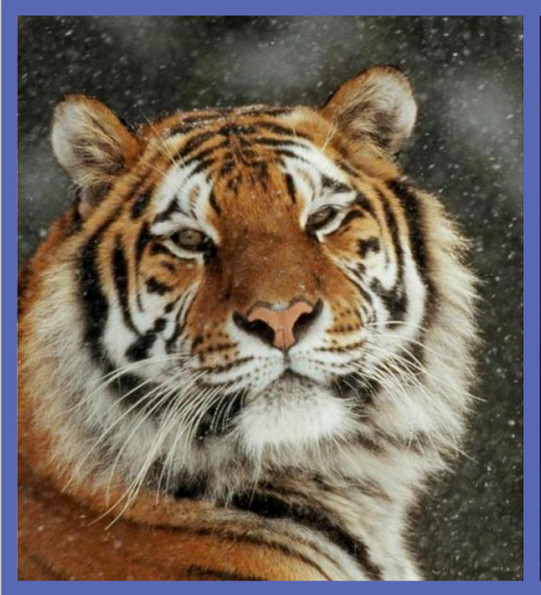 Re -Train Your Brain To Happiness: The Siberian Tiger