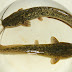 African Catfish