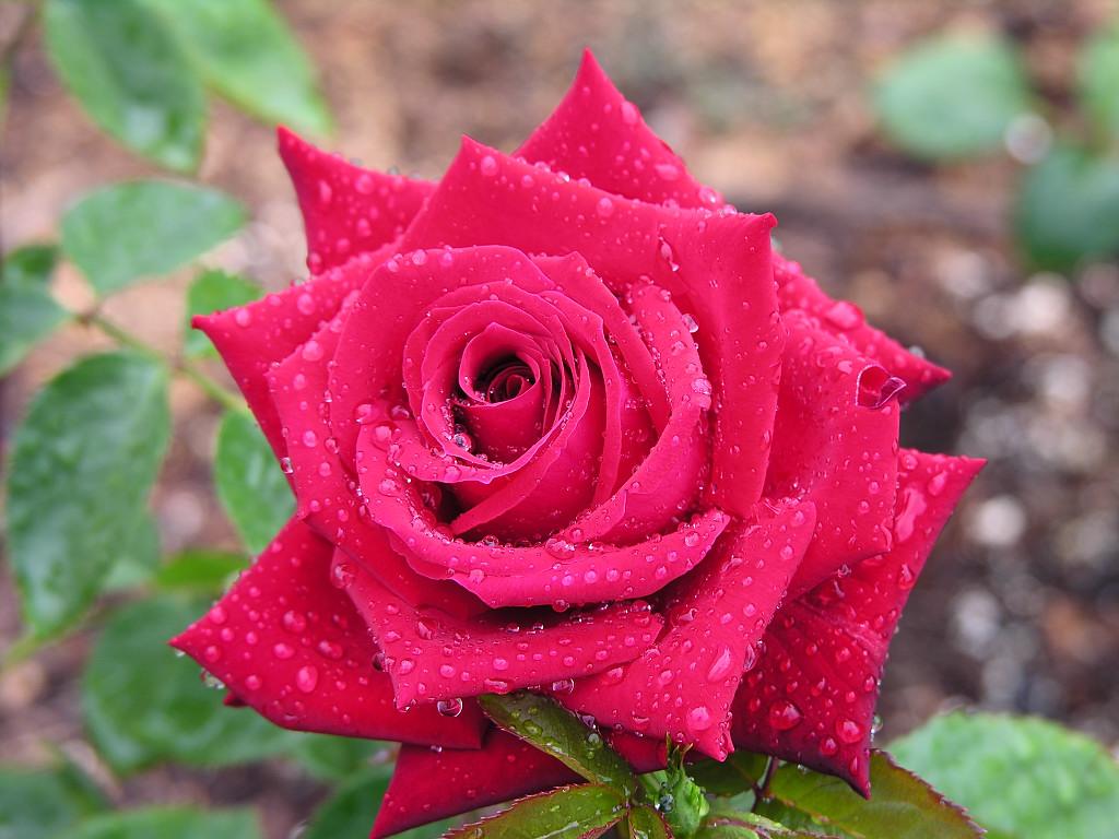 Fresh Beautiful Roses Embroidery Fresh Beautiful Roses Embroidery