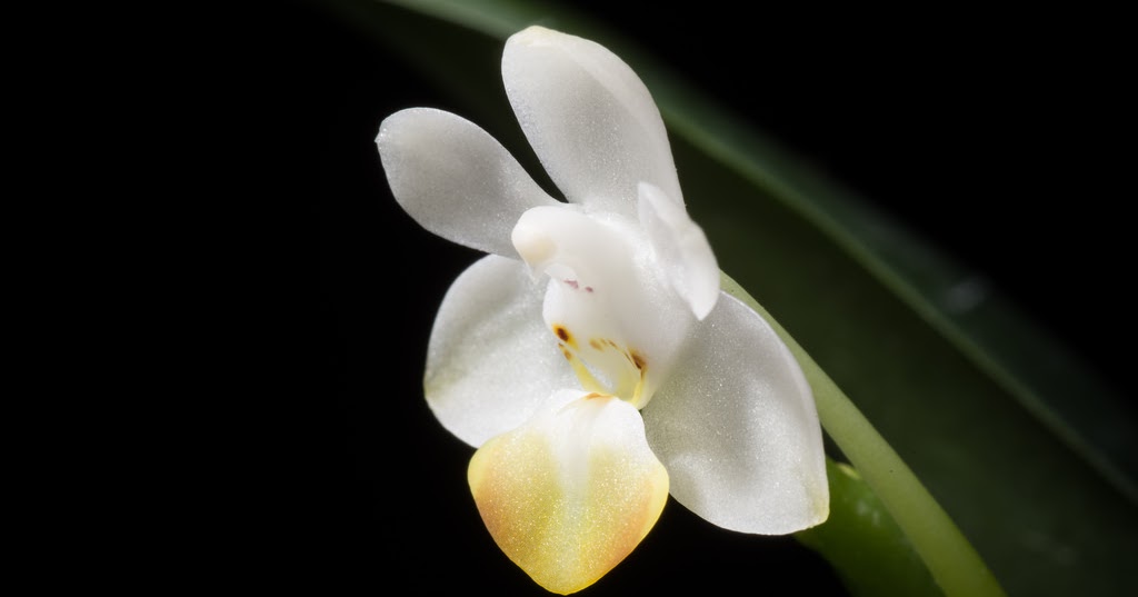 Phalaenopsis lobbii Hybride im Topf NEW Orchidee Orchideen 