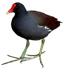 Frango-d'Água Comum (Gallinula chloropus) Frango-d'Água Comum (Gallinula chloropus)