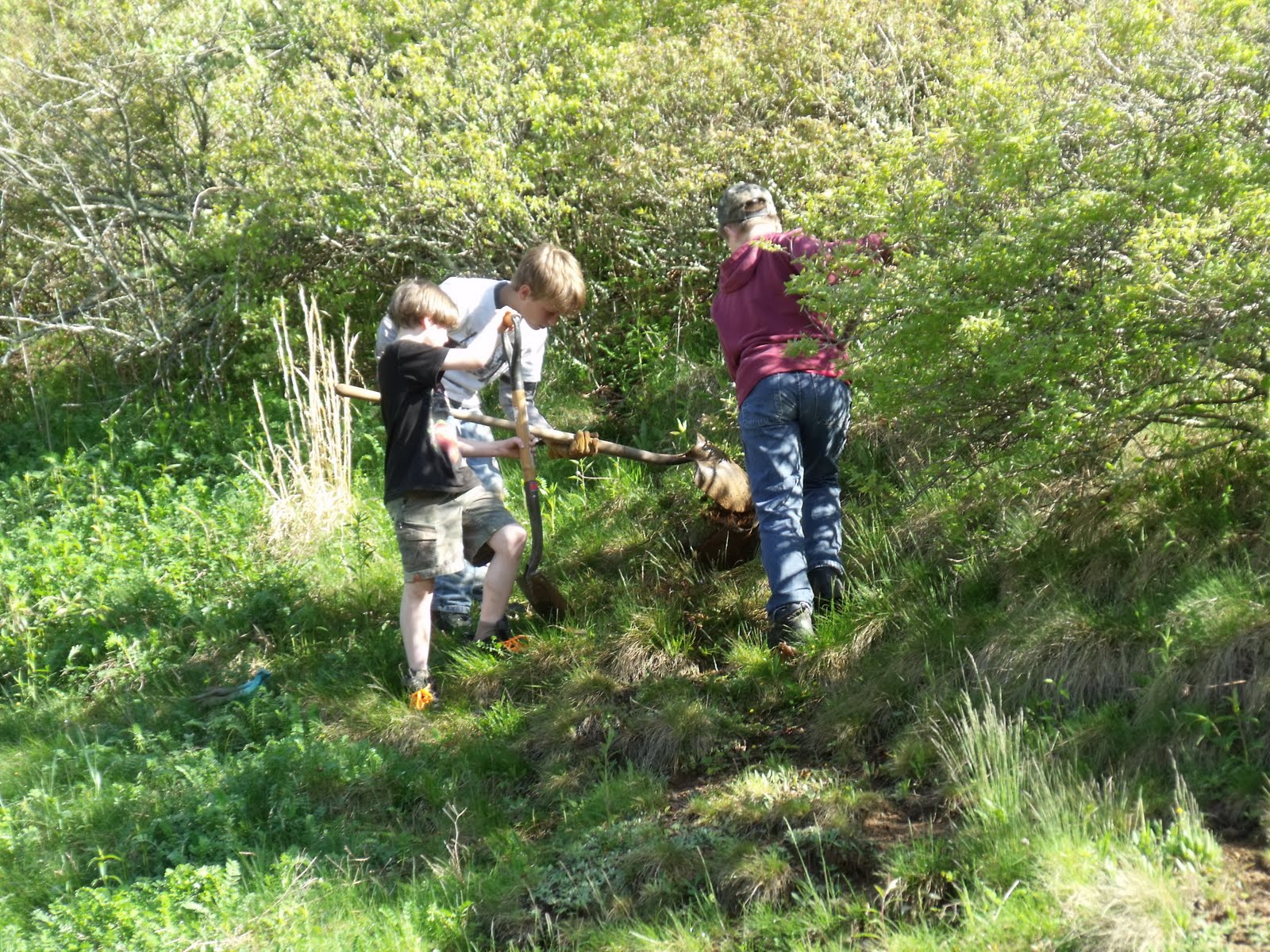 Mountain Lake Conservancy Cub Scouts Conservation Project Tree