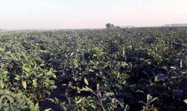Sundarganj Teesta is going to the brinjal of the countryside সুন্দরগঞ্জ তিস্তার চরাঞ্চলের বেগুন যাচ্ছে জেলার বাহিরে