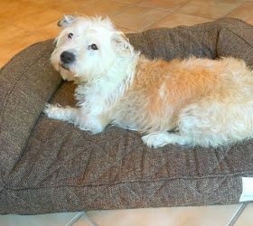 Comfy Pet Bed for Dogs
