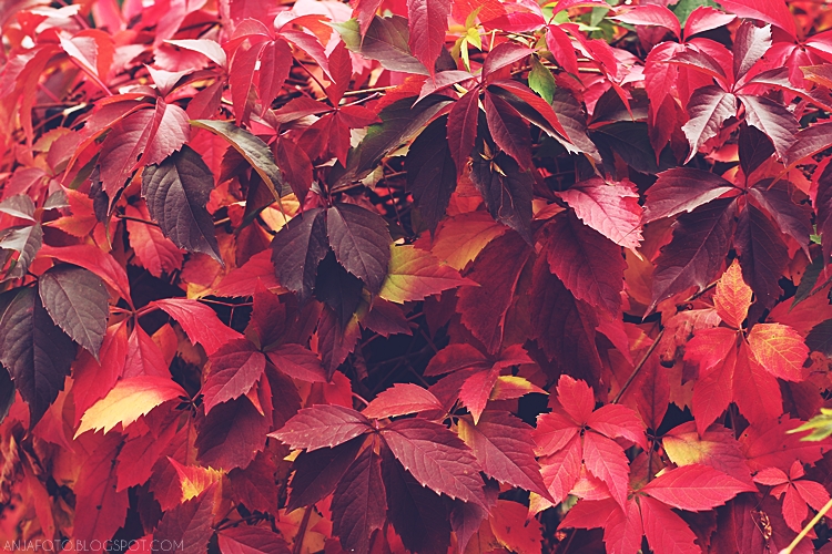 jesień, kolory jesieni, autumn colours, autumn leaves, bokeh, nature photography
