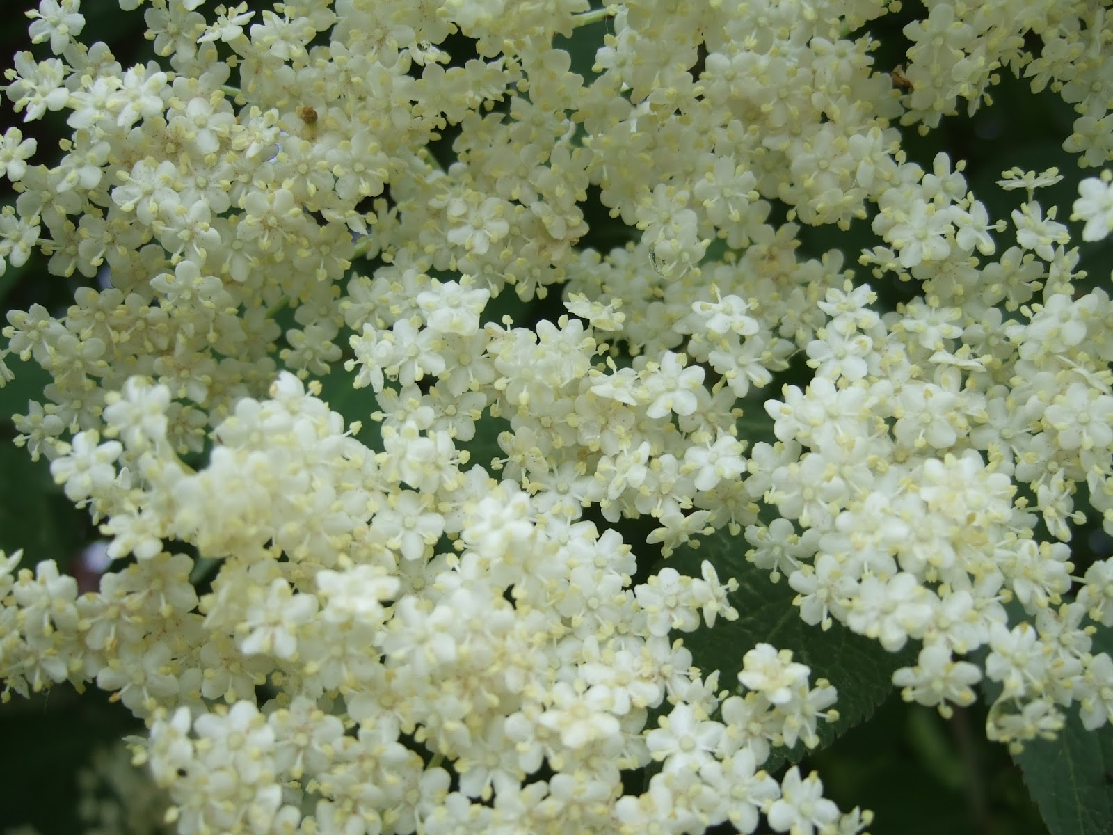 Linden Grove: Elderflower