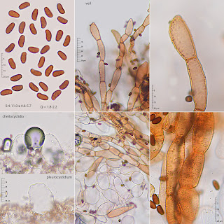 Coprinellus domesticus