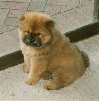 chow puppy puppies dog cute fluffy brown adorable weeks looking baby adult chowchow stay awsome bernard adoption saint caboose dogbreedinfo