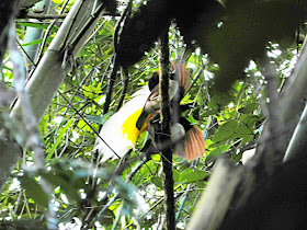 Lesser Birds of Paradise in Susnguakti forest of Manokwari