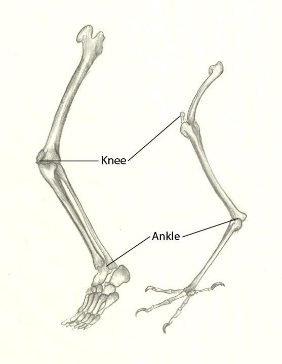 Скелет пояса задних конечностей птиц