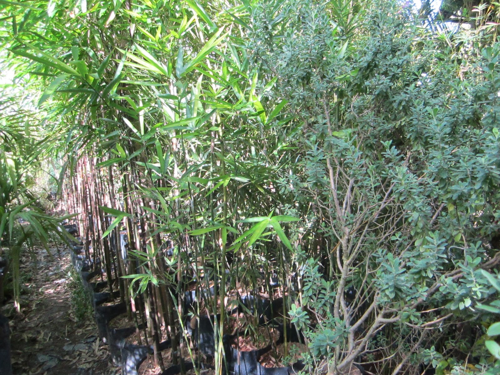 Ornamental Plants For Sale Bamboo For Sale