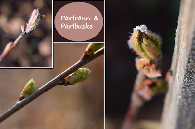 pärlrönn och pärlbuske Sorbus koenheana och Exochorda racemosa 'Niagara'