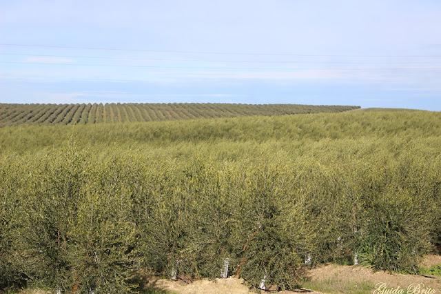 Olivais superintensivos de Beja