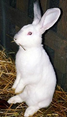Conejo Foto de un conejo blanco parado