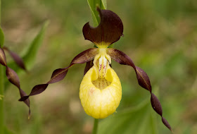 Lady's Slipper Orchid - Gait Barrows, Cumbria