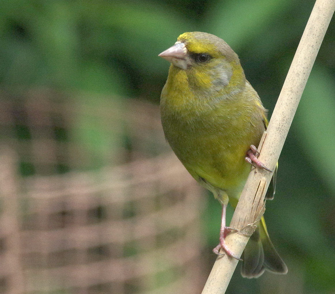 Birds of the Heath: Greenfinches in the garden - after a period of