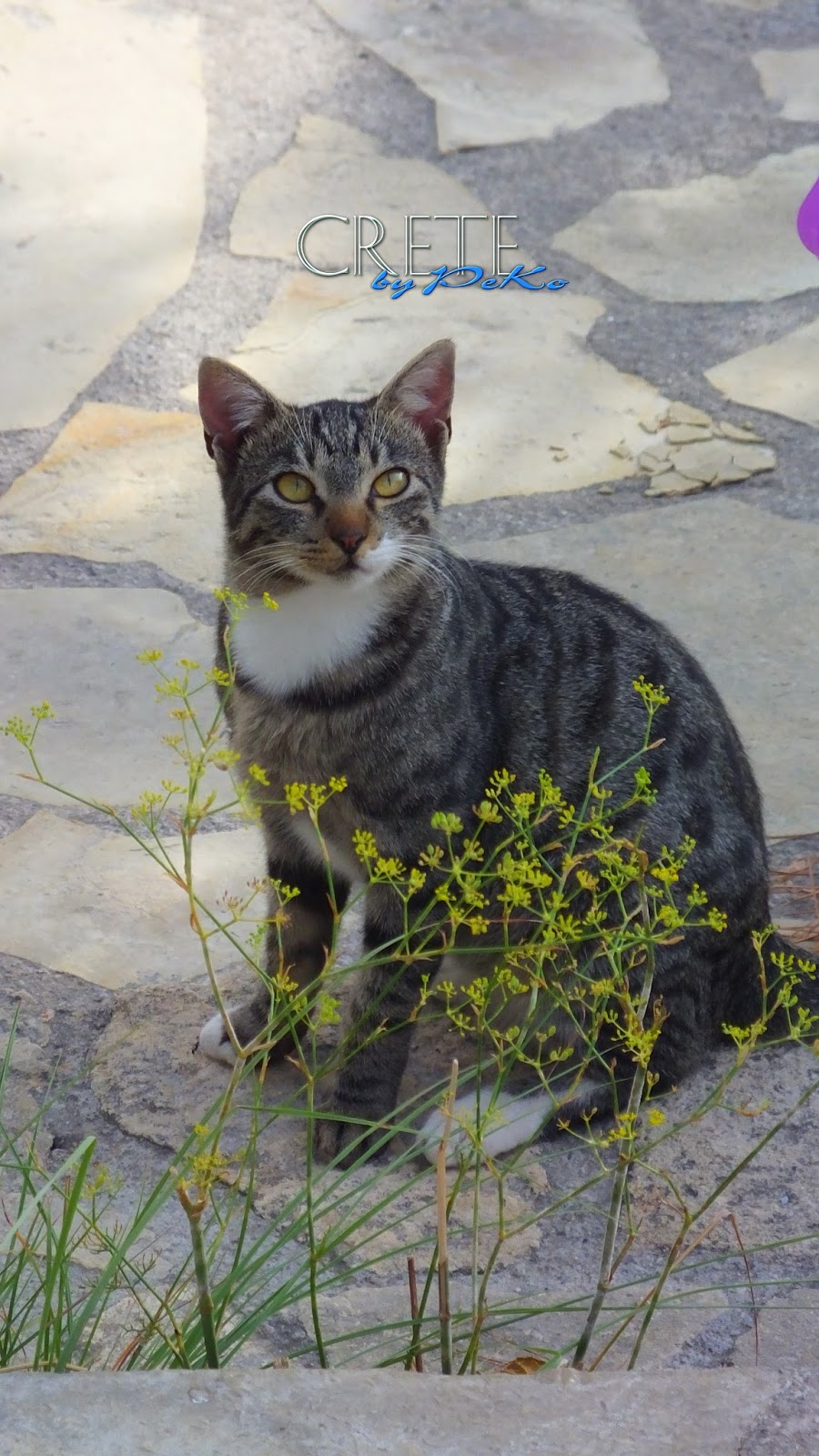 Pekos Kreta und Griechenland Blog Katzen auf Kreta Cats in Crete
