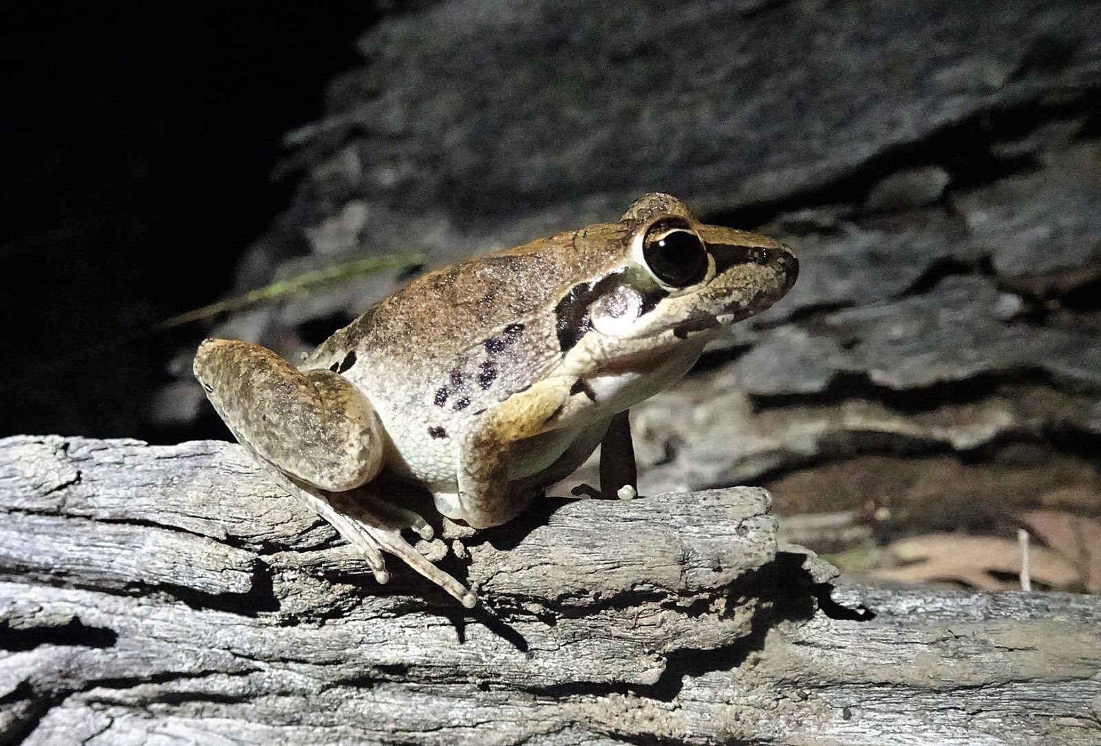 Toowoomba Field Naturalists Frogs seen on a property near Cooby Dam