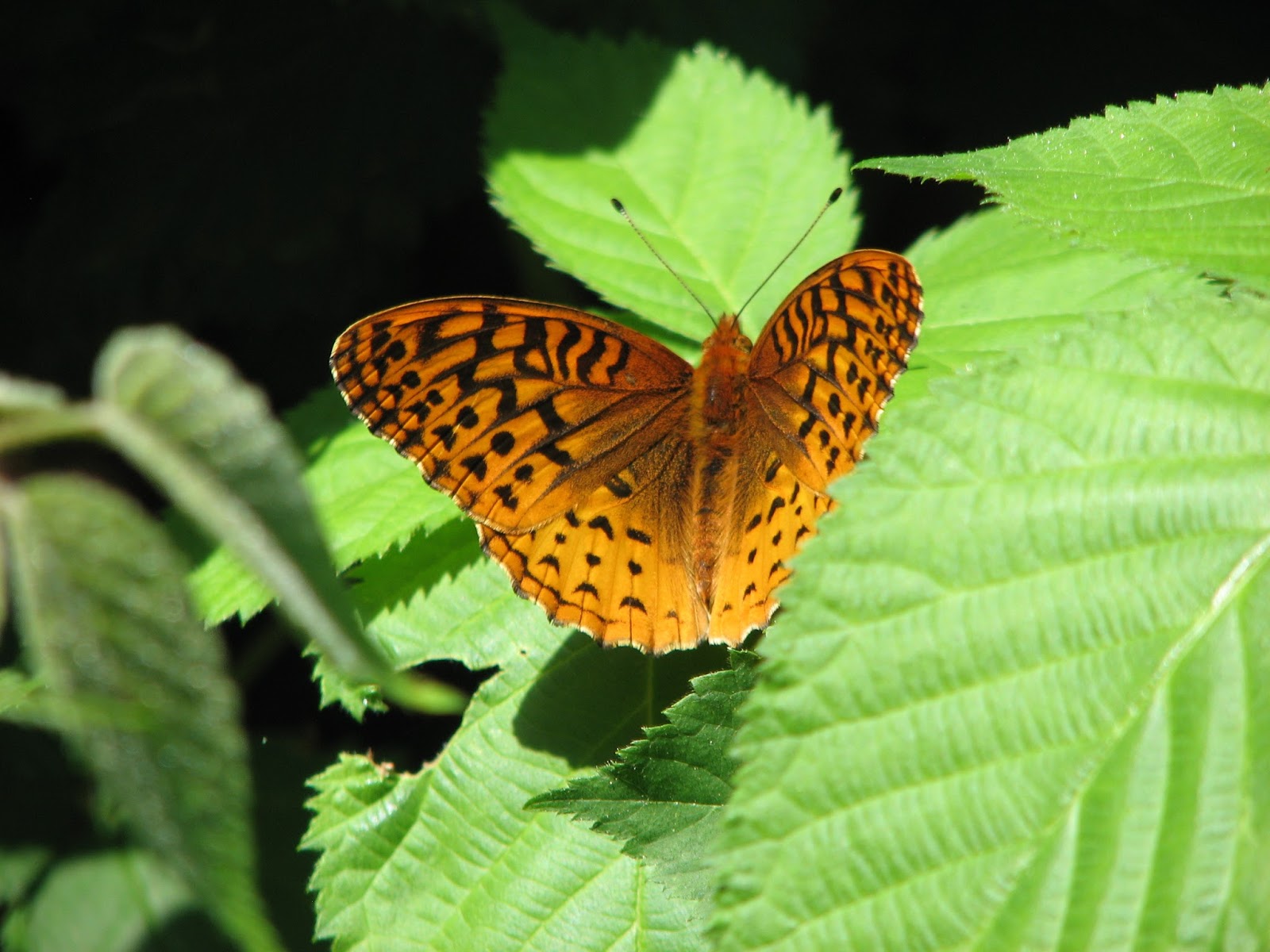 Vermont Butterfly Photos Great Spangled (Cybelle) & Aphrodite
