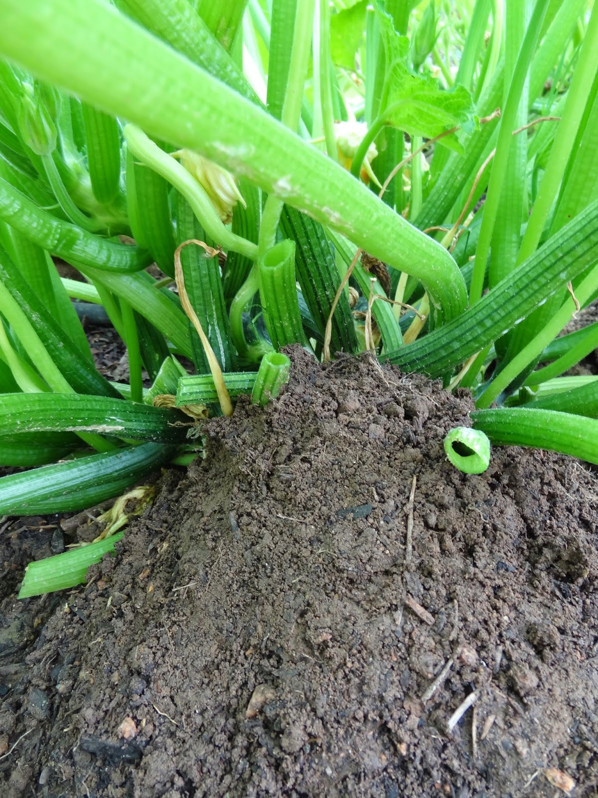 Rebecca's Texas Garden RED ALERT Squash Vine Borer Invasion