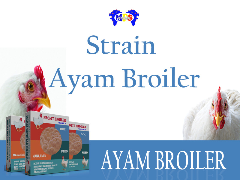 Lengkap mengenai Strain Ayam Broiler
