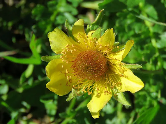 Kuklik rozesłany (Geum reptans L.) kuklik