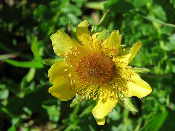Kuklik rozesłany (Geum reptans L.) kuklik