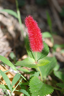 キャットテール