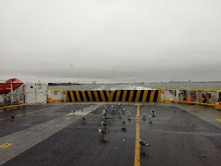 seagulls on boat deck