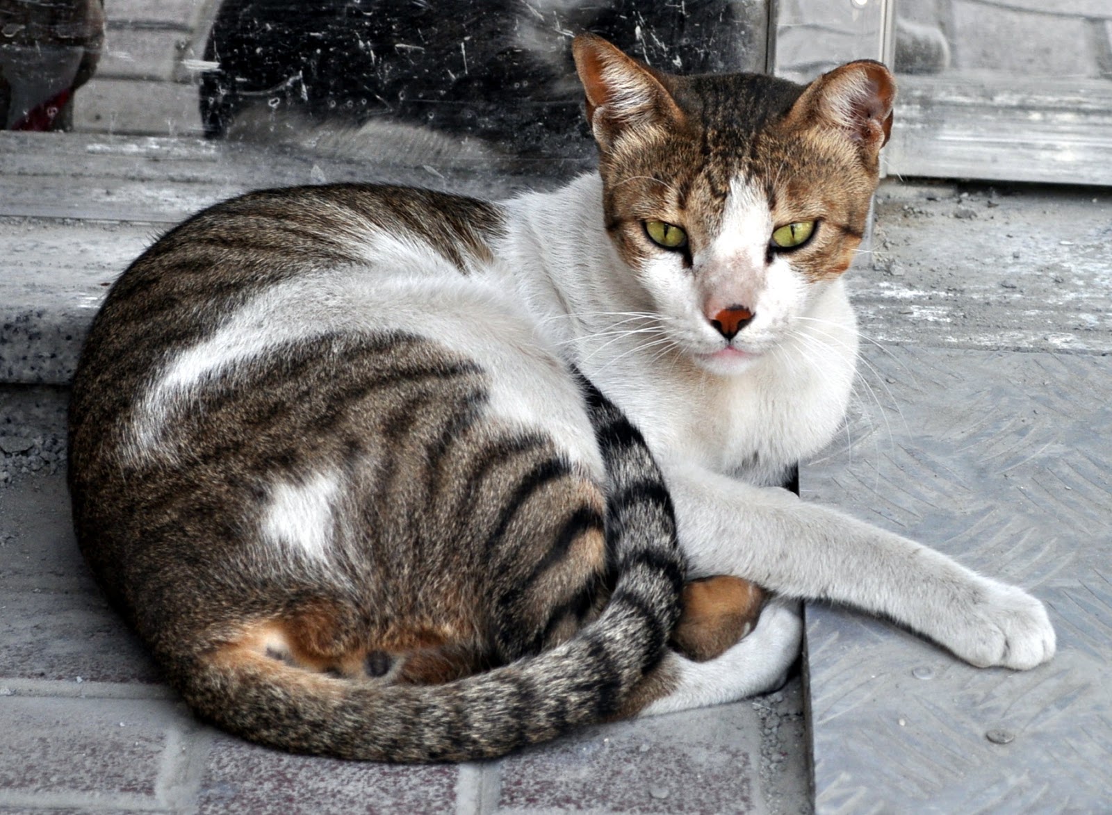 Es Malo Encerrar A Un Gato Por La Noche TODO SOBRE MI GATO: ¿Deben los gatos salir al exterior?