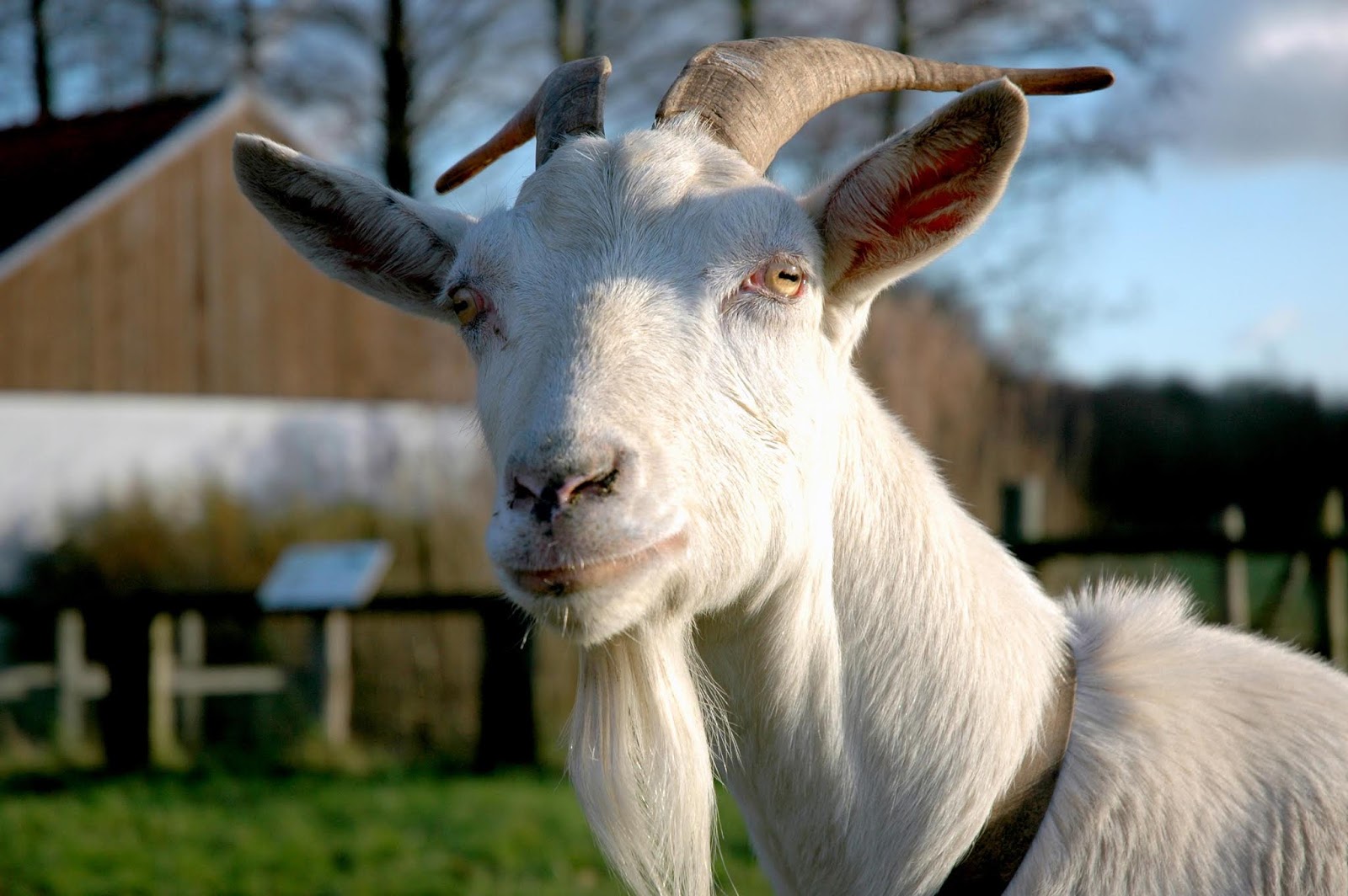 Goat Diarrhea loose Motion Treatment Hindi Goat Farming goat-diarrhea-loose-motion-treatment-hindi-goat-farming