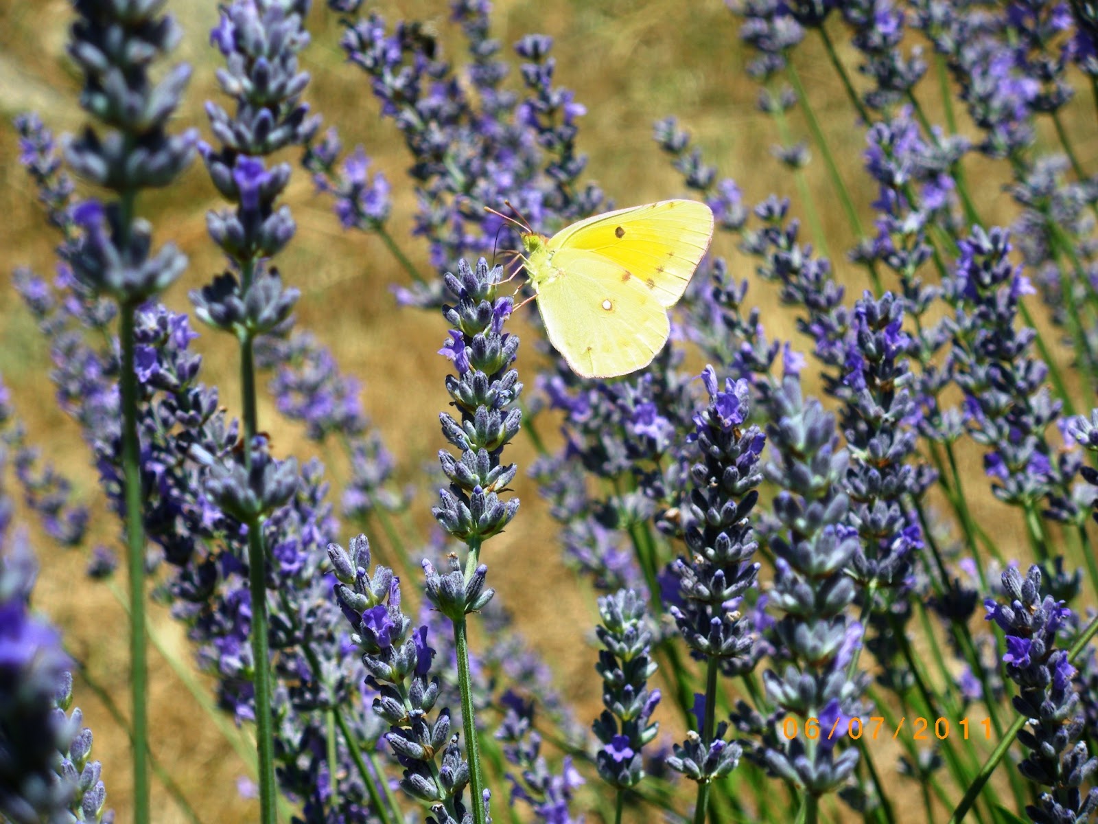 Ferreras de Abajo FOTOS DE FERRERAS