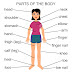 Vücudun Bölümleri - Body Parts