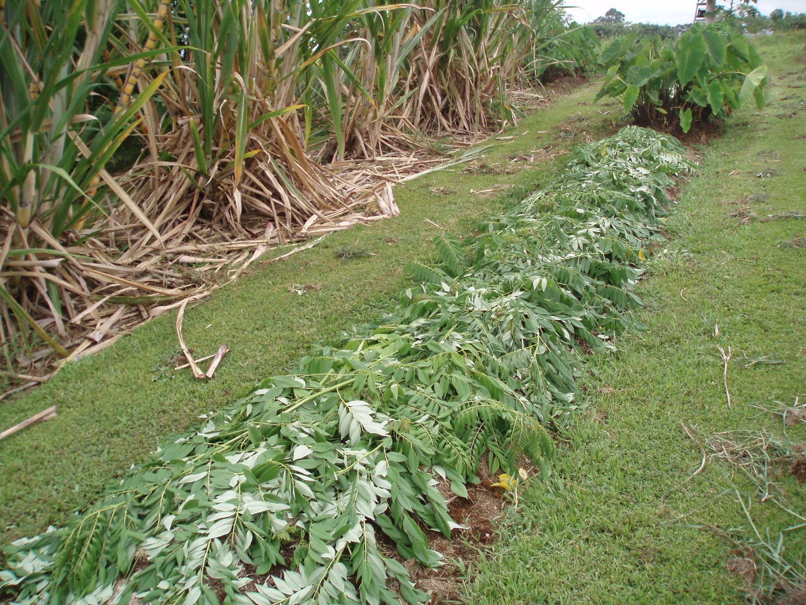 EAT WHAT I GROW Chop and Drop