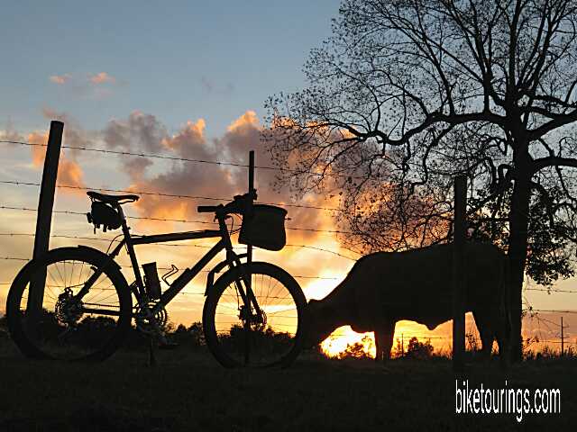 Silhouette sunset of mountain bike and cow Picture of mountain bike and cattle pasture at sunset