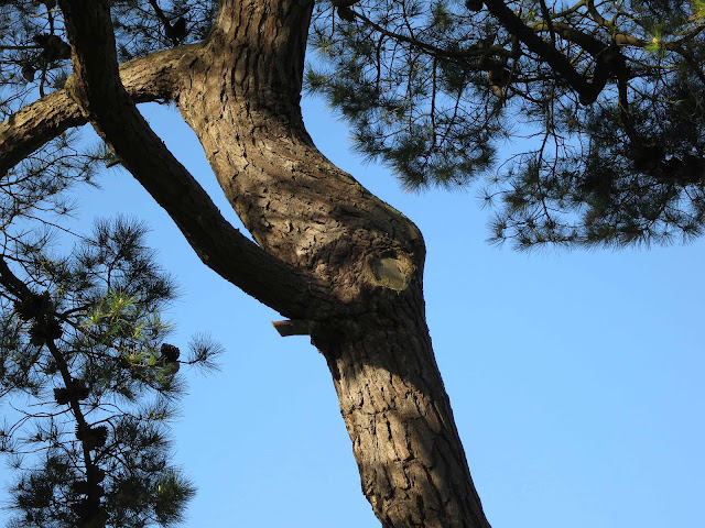 Looking up at the trunk of tree with cones.