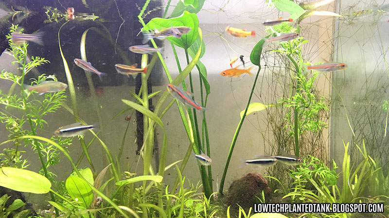 low tech tank