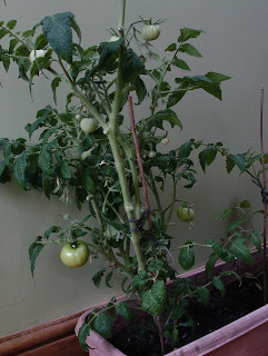Tomato "Totem" in container on windowsill