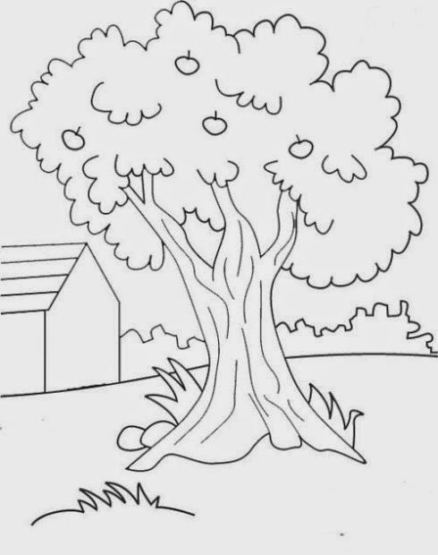 Gambar Mewarnai Pohon Terbaik Gambar Mewarnai Lucu