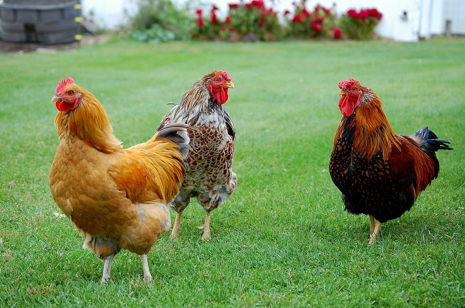 Crosswinds Farm: Kinder, gentler Chicken Math