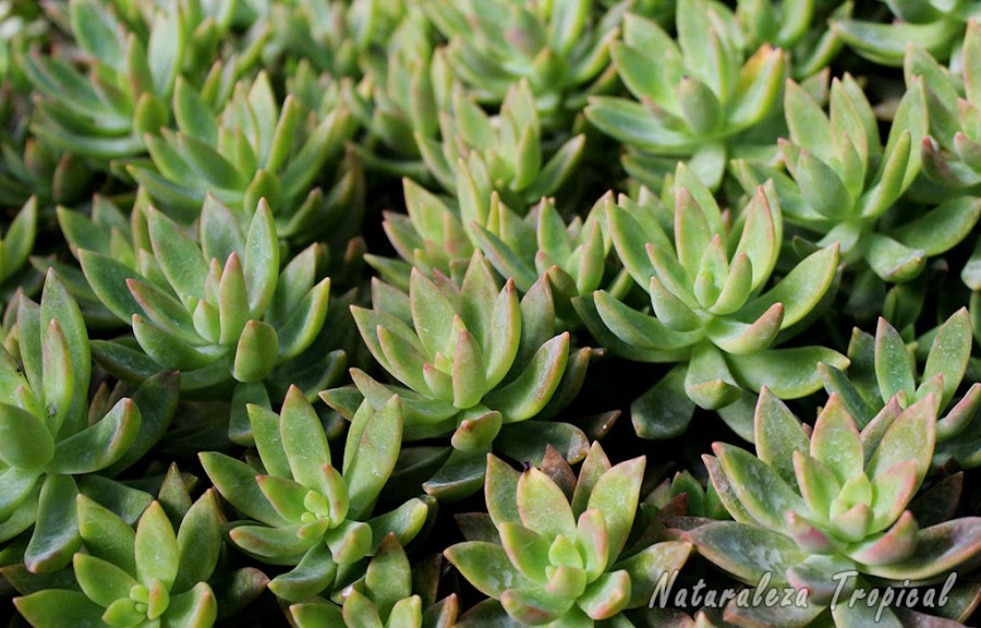 Plantas suculentas adaptadas a retener agua en sus hojas engrosadas