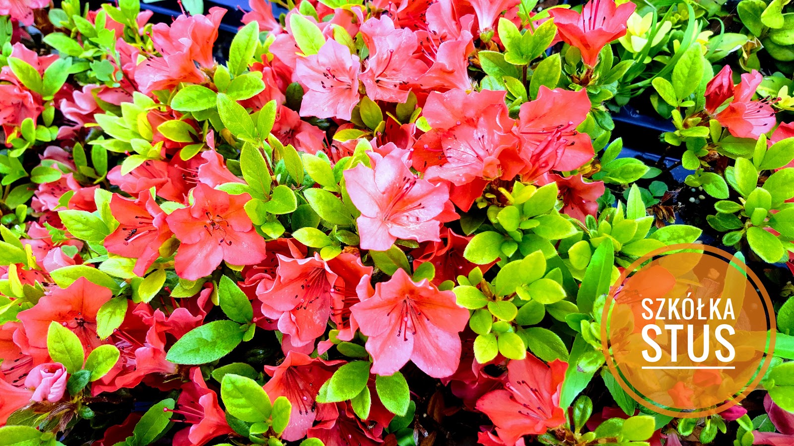 Weigela Junglekey Fr Image 200