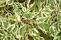 Fuente: http://www.oakleafgardening.com/wp-content/gallery/cornus-controversa-variegata/cornus-controversa-variegata-leaf1.jpg