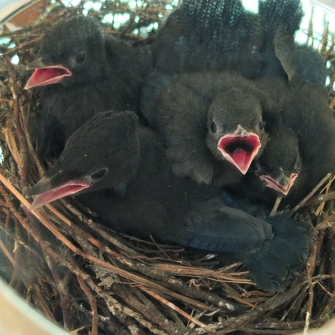 Stellar's Jay Babies