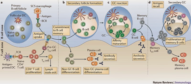 Nature reviews. BCR иммунология. B Cell Affinity maturation. Картинки Immunology Memory. Memory Cell.
