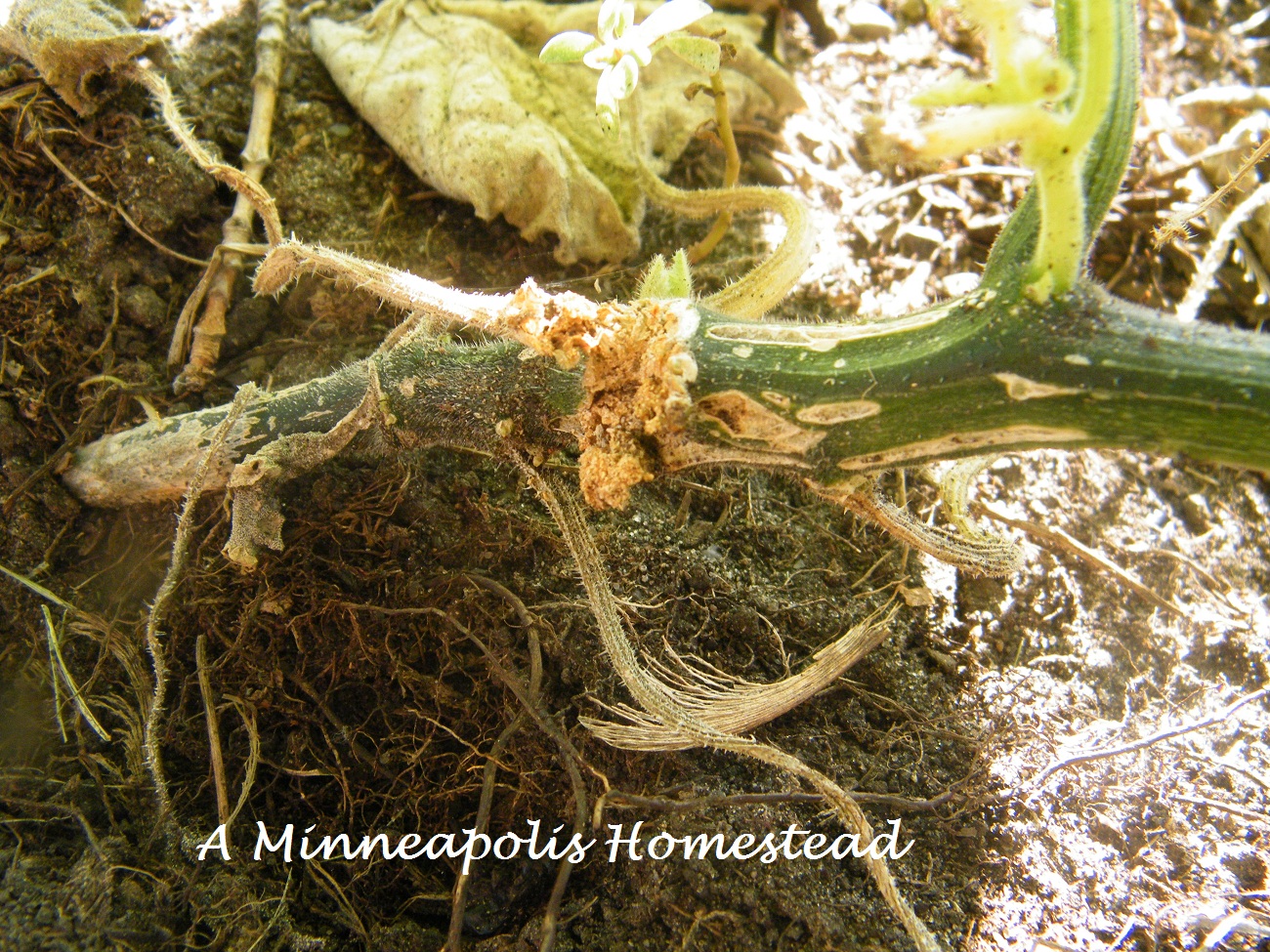 Attack Of the Squash Borer! Minneapolis Homestead