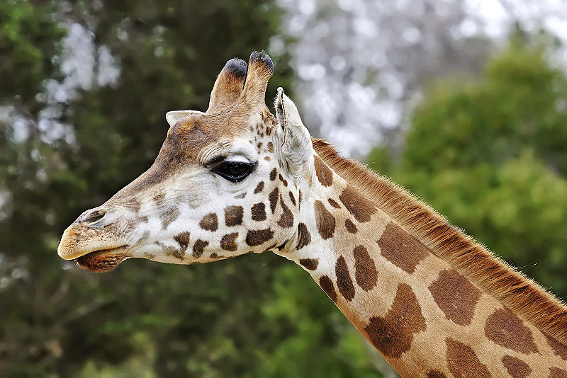 Mammals Animals: Giraffe
