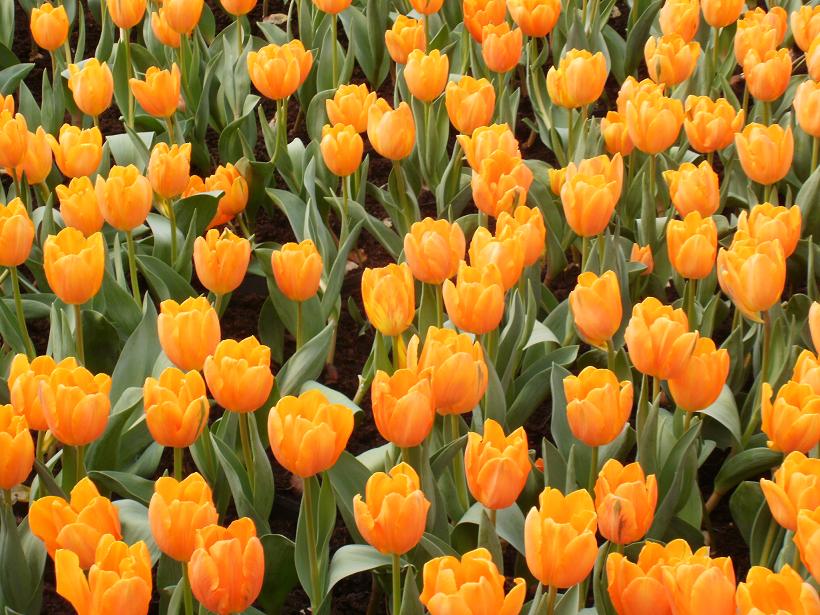 Tips Ground The Beauty of Tulips (with Some Interesting Facts)
